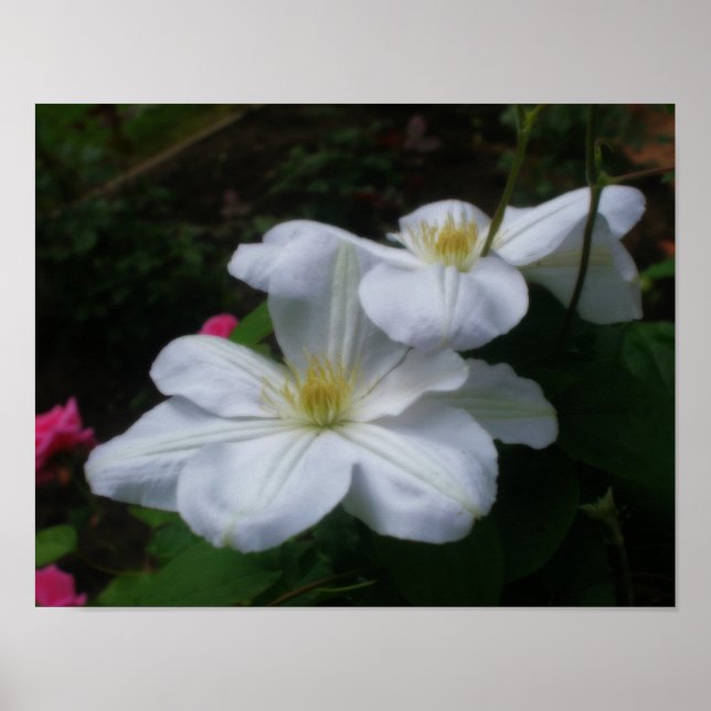 Soft White Clematis Flowers Orton Art Poster (Front)