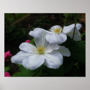 Soft White Clematis Pair Floral Digital Art Poster