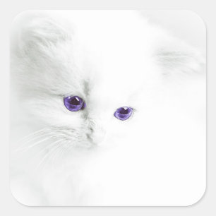 Soft White Kitten with Purple Eyes Square Sticker