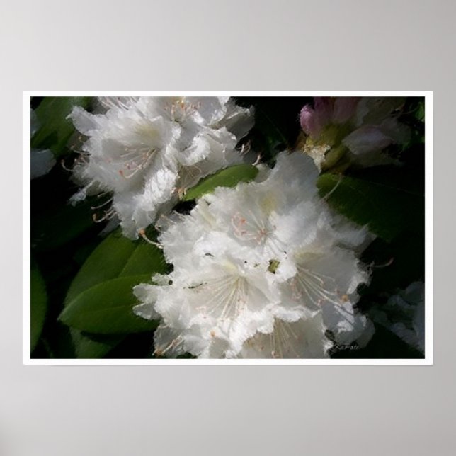 Soft White Rhododendrons Poster (Front)