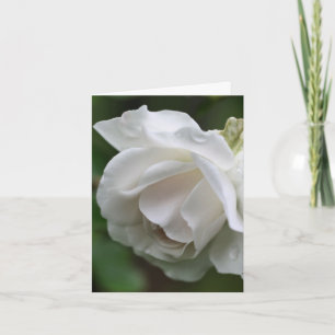 Soft White Rose Flower Photography Note Card