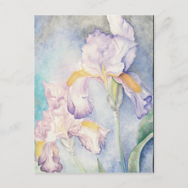 Softest Irises Floral Watercolour Postcard (Front)