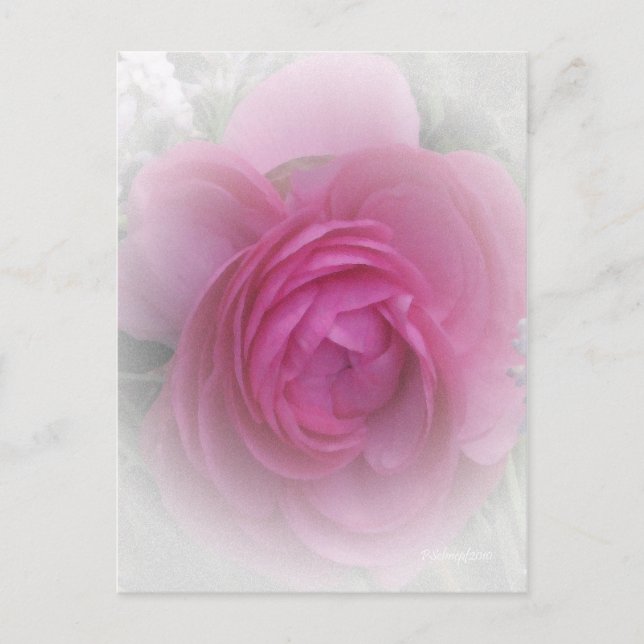 Softly Pink Postcard (Front)