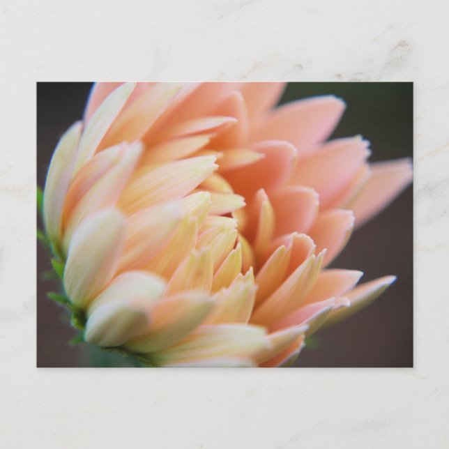 Softly Postcard (Front)