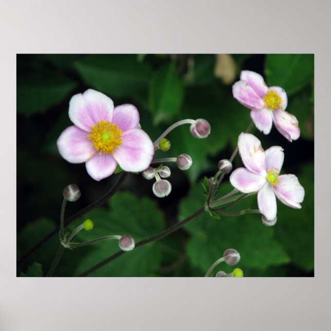 Softly Poster (Front)