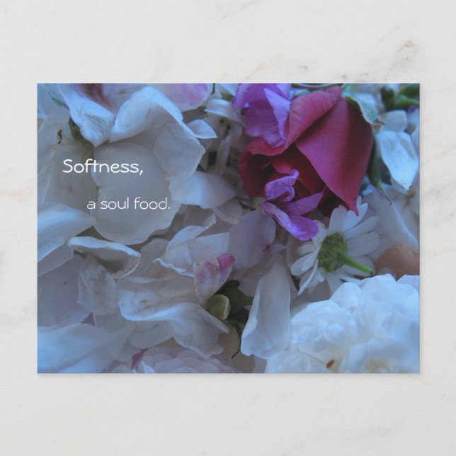 Softness, a soul food, postcard (Front)