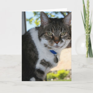 Softy Blank Greeting Card