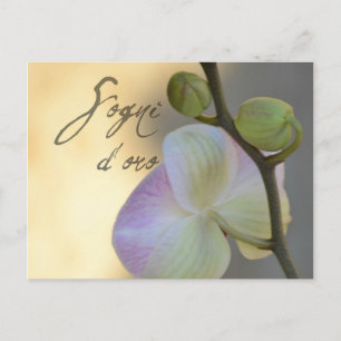 Sogni D'oro (sweet dreams) Orchid Postcard