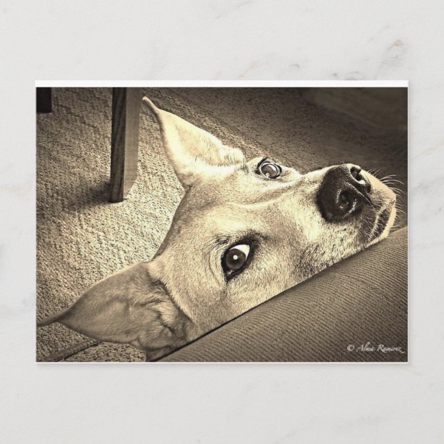 Sokka Davis Postcard (Front)