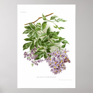 Solanum seaforthianum poster