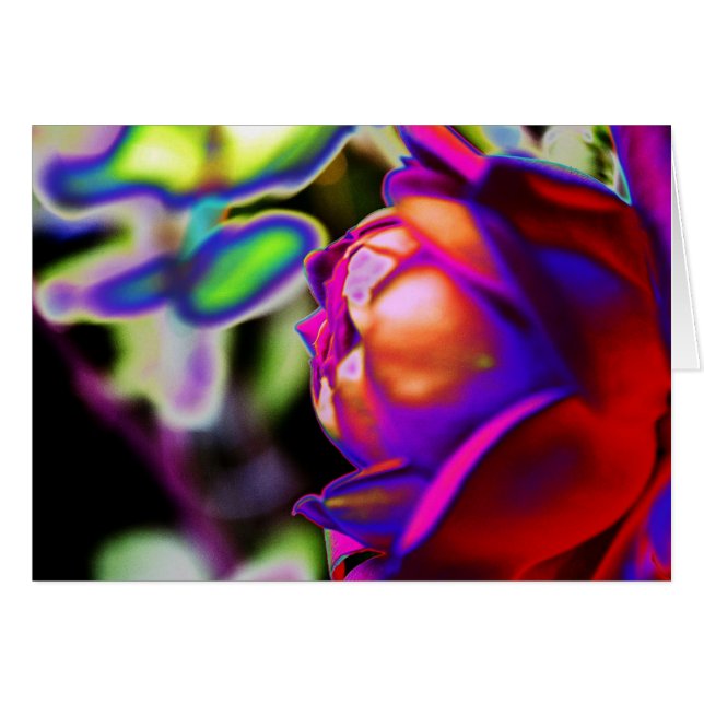 Solarised Rose by Shirley Taylor (Front Horizontal)