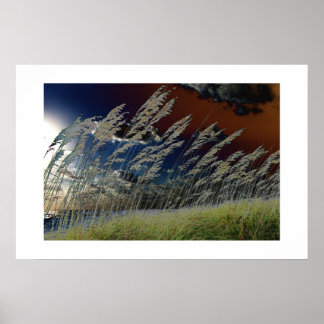 Solarised sea oats picture on florida beach poster