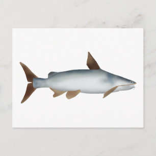 Soldier Catfish Postcard