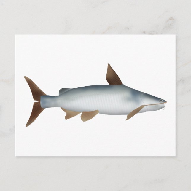 Soldier Catfish Postcard (Front)
