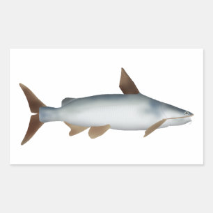 Soldier Catfish Rectangular Sticker