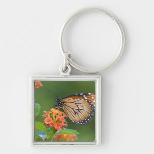 Soldier (Danaus eresimus) butterfly feeding Key Ring
