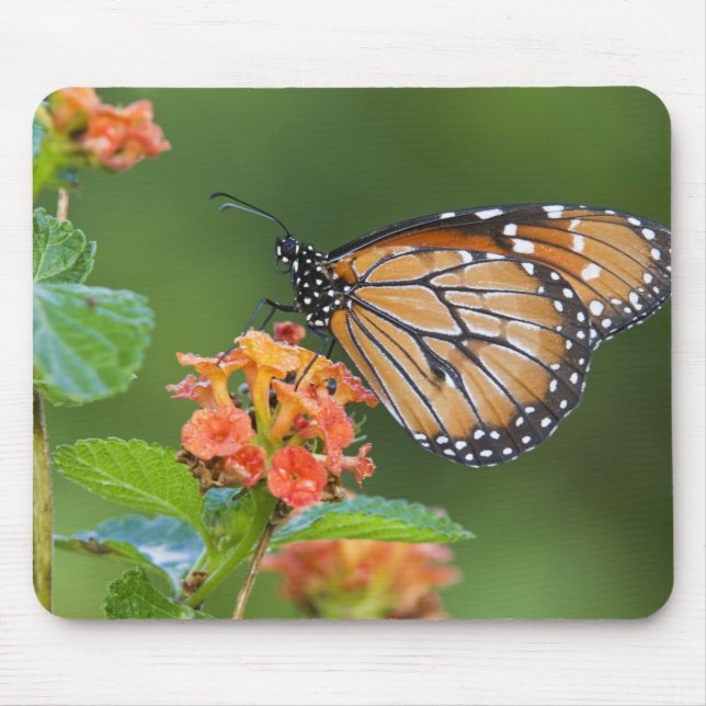 Soldier (Danaus eresimus) butterfly feeding Mouse Pad (Front)