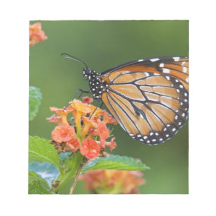 Soldier (Danaus eresimus) butterfly feeding Notepad