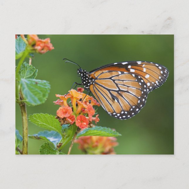 Soldier (Danaus eresimus) butterfly feeding Postcard (Front)