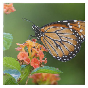 Soldier (Danaus eresimus) butterfly feeding Tile