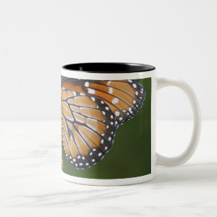 Soldier (Danaus eresimus) butterfly feeding Two-Tone Coffee Mug