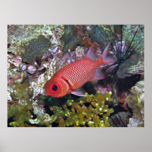 Soldierfish Poster