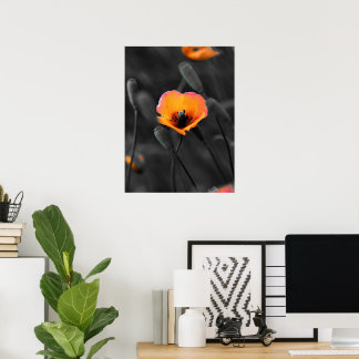 Solitary Bloom in Monochrome Poster