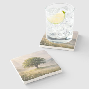 Solitary Green Tree with Sunbeams Stone Coaster