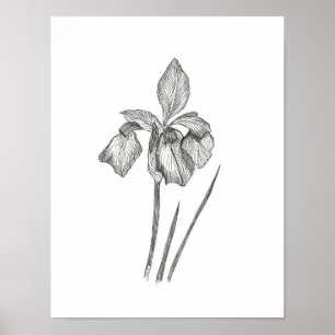Solitary Iris Print