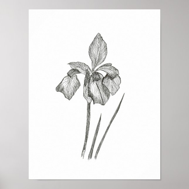 Solitary Iris Print (Front)
