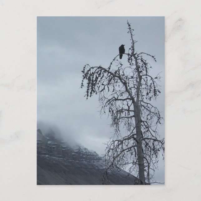 Solitary Raven Postcard (Front)