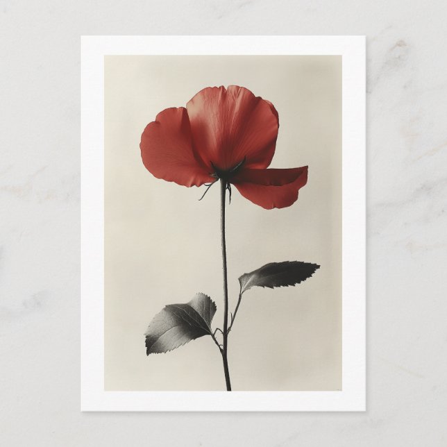 Solitary Red Flower Postcard (Front)