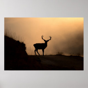 Solitary Red Stag Poster/Print Poster