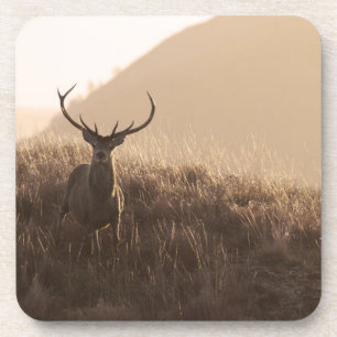 Solitary Red Stag Set of Six Coasters