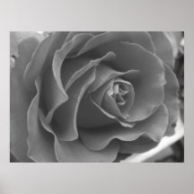 Solitary Rose Poster