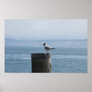Solitary Seagull on a Post Poster