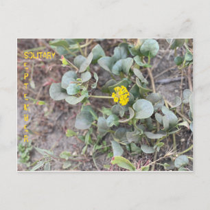 SOLITARY SEPTEMBER POSTCARD