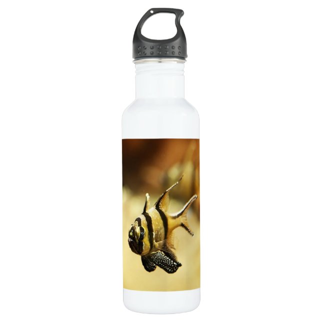 Solitary Stripy Angelfish 710 Ml Water Bottle (Front)