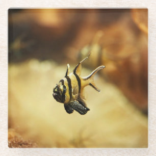 Solitary Stripy Angelfish Glass Coaster