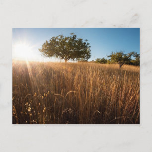 Solitary Tree in Meadow Postcard