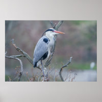 Solitary Watcher Grey Heron