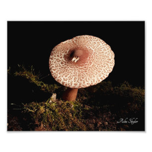 Solitude Photo Print