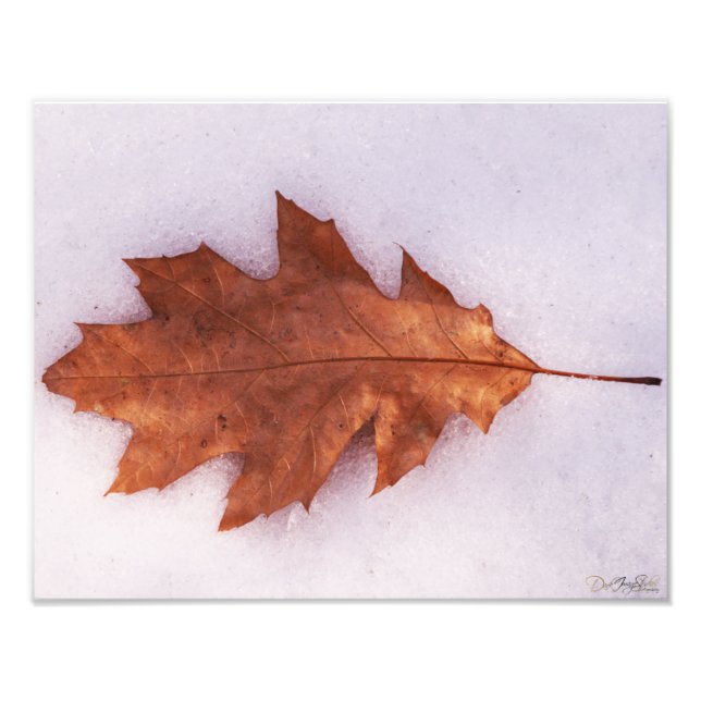 Solitude Photo Print (Front)