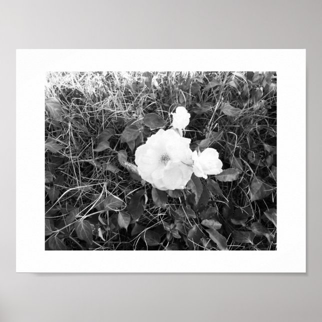 Solo Blooming Spring Flower Poster - Black & White (Front)