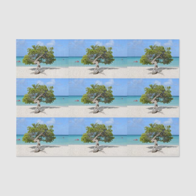 Solo Divi Divi Tree in Aruba Tissue Paper (Front)