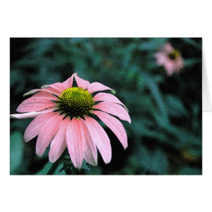 Solo Echinacea
