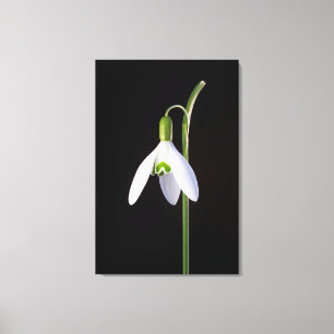 Solo Perfection Canvas Print