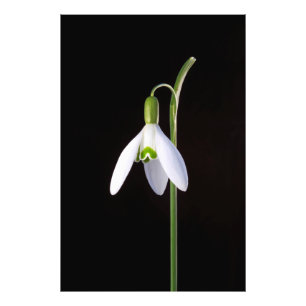 Solo Perfection Photo Print