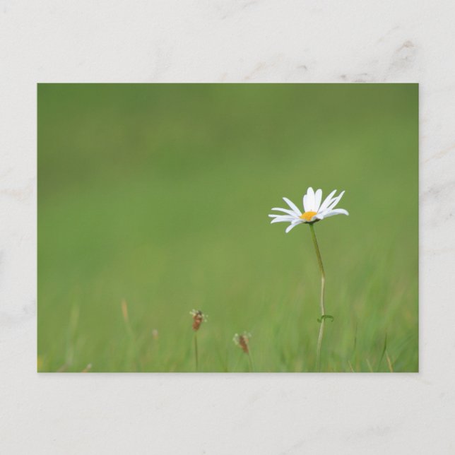 Solo Postcard (Front)