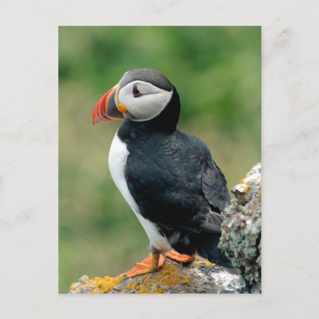 Solo Puffin Postcard (Front)